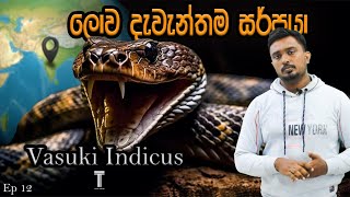 The world's largest snake ever discovered |දැනට  සොයාගත්  ලොව දැවැන්තම සර්පයා |TC.LK  |Vasukiindicus