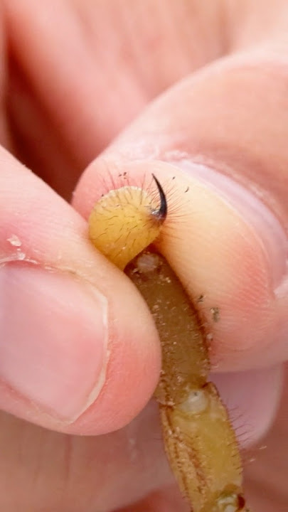 How Painful is the Sting of the Largest Scorpion in the United States?