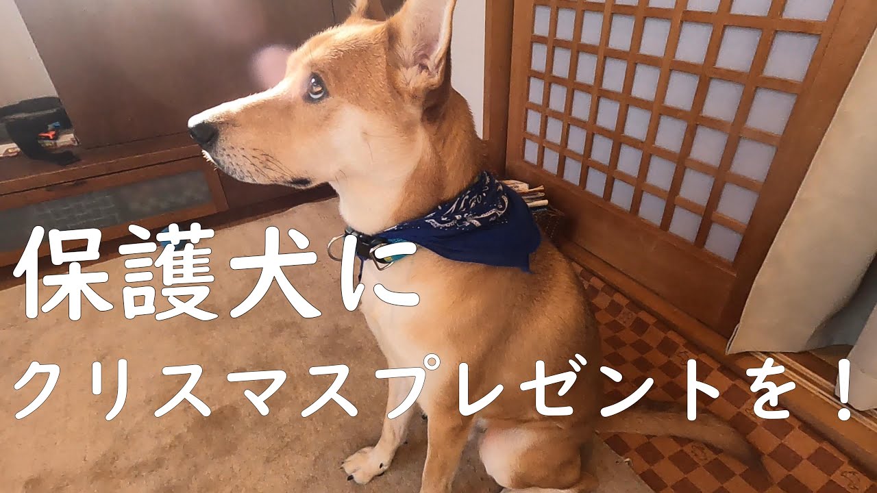 保護犬にクリスマスプレゼントを贈りたい Youtube
