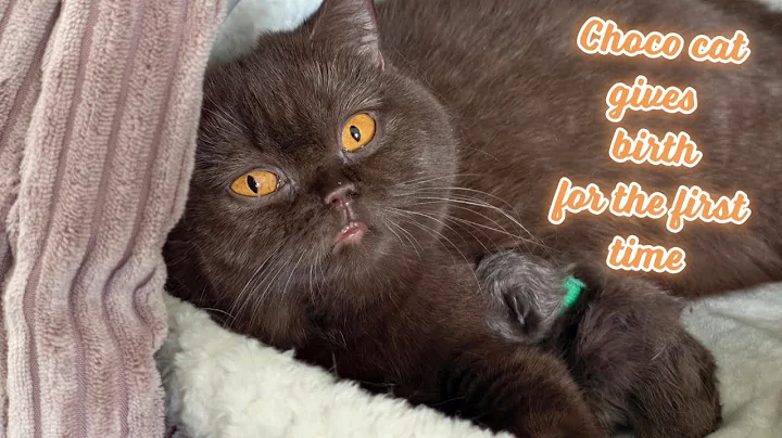 Video 7908211: british shorthair cat kitten, british shorthair chocolate kitten, colored british shorthair kittens, british shorthair kitten first, adorable kitten cat first