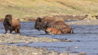 Bison Calf Swimming in a Dangerous River Crossing in Yellowstone