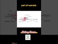 Parts of cannula #cannula #partsofcannula#risingnurse