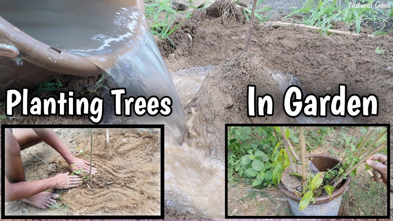 Planting Trees In Garden Village Life Nature Natural Gaon YouTube