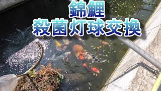 錦鯉　殺菌灯