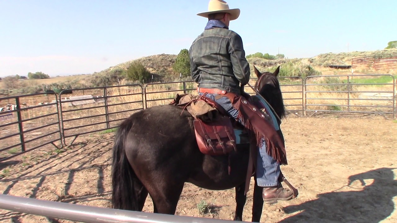Equine Pre Ride Inspection Pre ride check for riding a horse - YouTube
