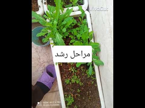 اگه جای 4گلدان در بالکن خونه داری دیگه پول خرید نده با بهترین روش کشت خشخاش خشخش  