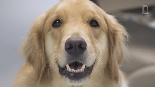 Puppy Professor Gets Paws-Itive Reviews