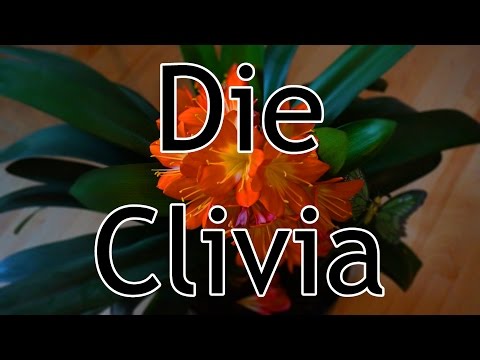 Video: Clivia Ist Eine Indoor-Langleber Unter Blühenden Blumen. Heimpflege. Foto