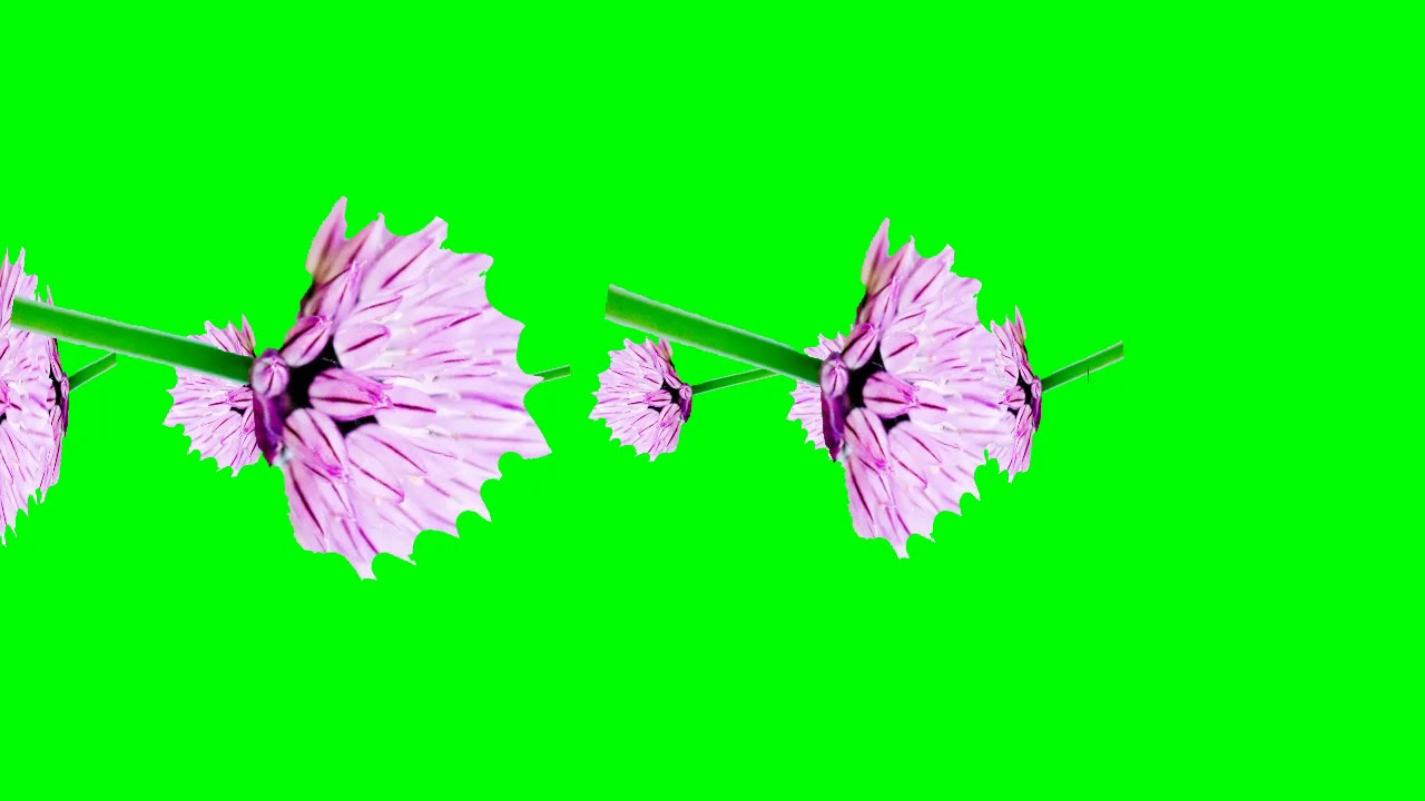Flowers green screen effects YouTube
