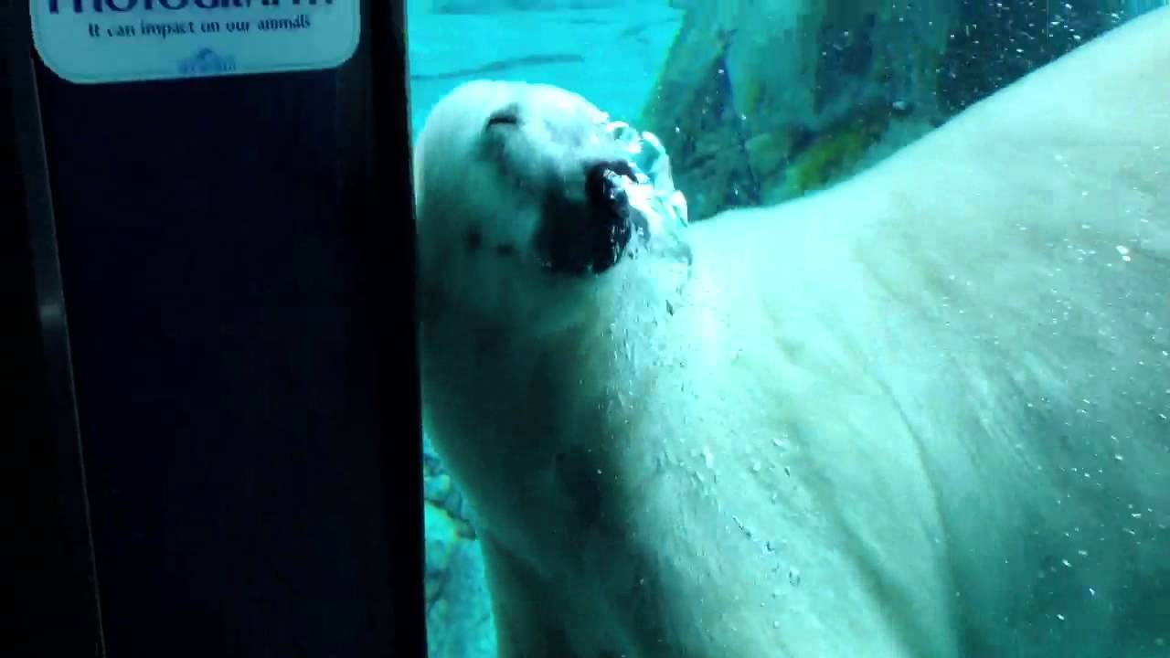 Polar bear 2 YouTube Polar bear 2 YouTube