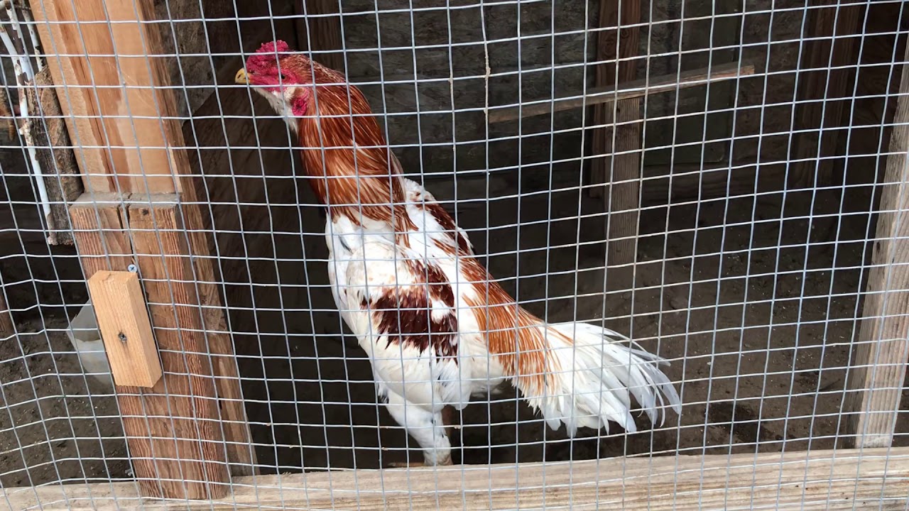 Qaib Thai Hmong xyooj Fresno