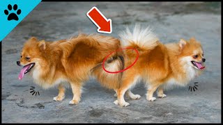 THIS Is How Long Dogs Get Stuck After Mating! by Dogtube 53 views 9 months ago 2 minutes, 5 seconds