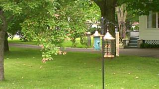 VID00188.AVI