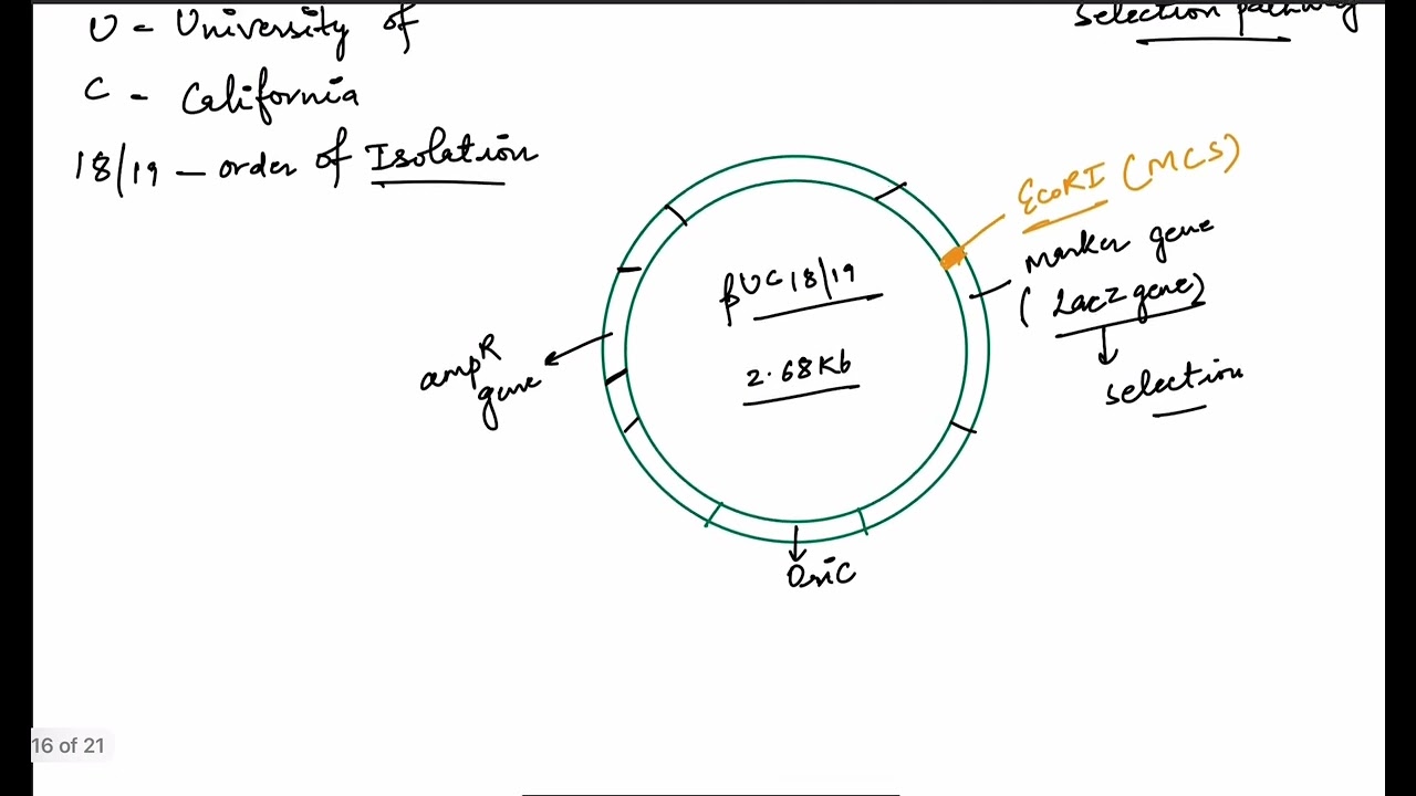 Plasmid Vector pUC18/19 for class 12