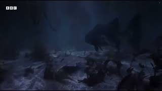 Horn Shark Escapes Being Eaten Alive   Planet Earth III   BBC Earth Guide