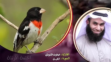 سورة الفيل | الختمة المرتلة | القارئ صفوت قلموش .HD