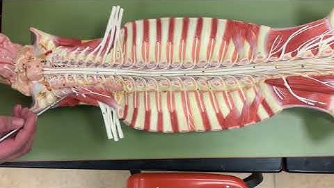 Spinal Cord Longitudinal Section Recording