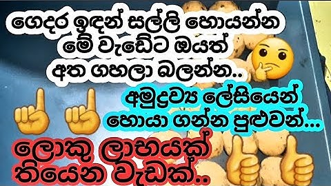 What is this profitable  new small business .🤔☝️ සල්ලි හොයන ලොකු ලාභයක් ලබන,අද ගෙනාපු බිස්නස් එක.