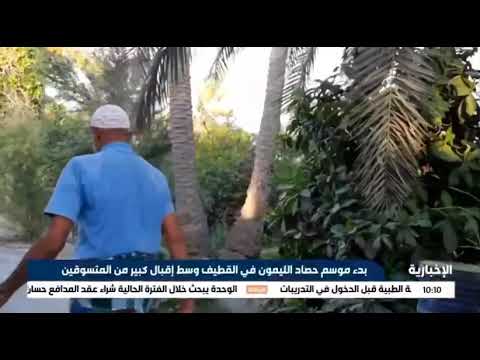بدء موسم حصاد الليمون في القطيف وسط إقبال كبير من المتسوقين