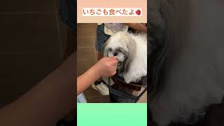 🐶こんなとこまで食べちゃうよ🤣💜【シーズーてんちゃん日記 6歳】#shorts#シーズー#shihtzu#犬#犬のいる暮らし#シーズーてんちゃん日記#てん#らん