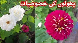 My beautiful lily Blooming Flower Garden | New Flower and name with heart touching sound | live