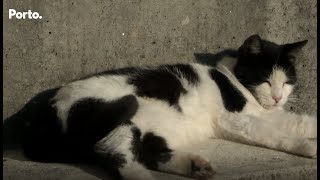 Colónias de gatos na cidade do Porto
