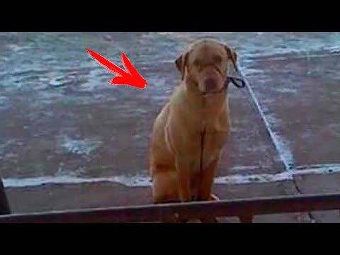 Video: ¿Por Qué Mi Perro Är du inte Le Gustan Las Mascotas?