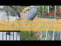 Review Flambeau Outdoors 5960CD Great Blue Heron Decoy, Includes Metal Stake - 1-Pack