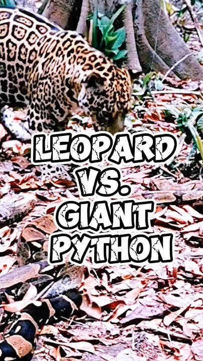 Clash of Predators: Leopard vs. Giant Python. - YouTube