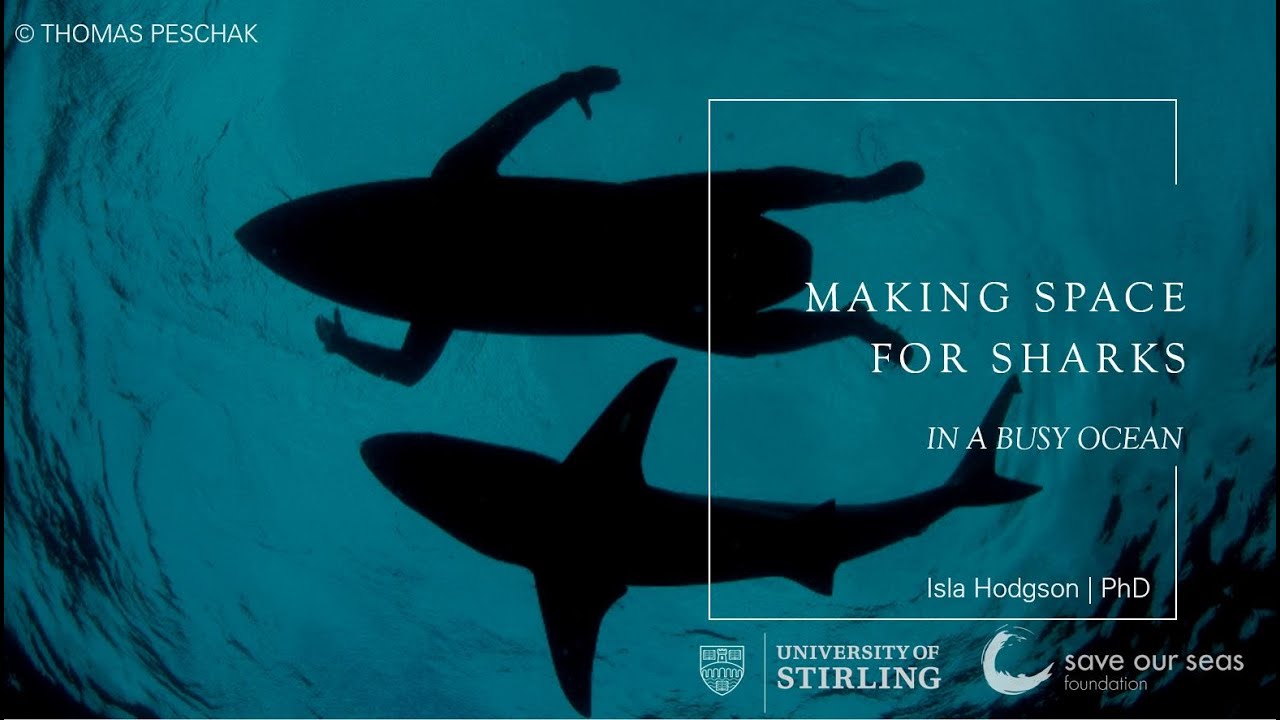 Meet the Scientist: Making Space for Sharks in a Busy Ocean with Dr Isla Hodgson