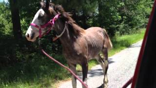 Horse Registration Video
