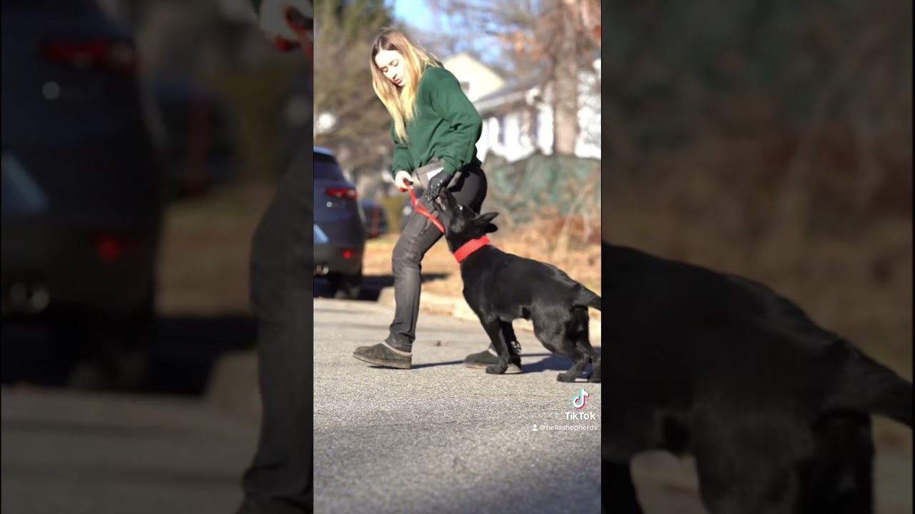 Puppy training YouTube