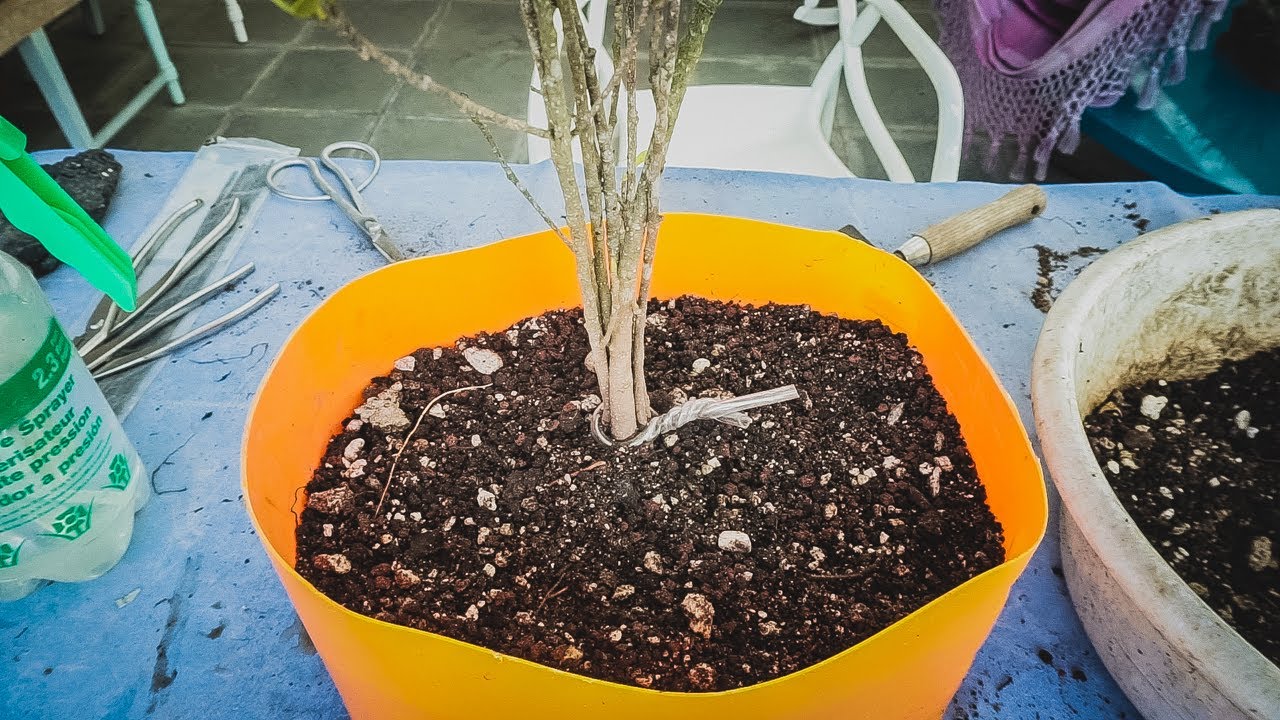 Del Vivero a Bonsai - Kabudachi - Estilo Multitroncos