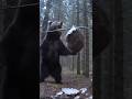 クマが蜂の巣を襲った瞬間…！Part2 #animalshorts #衝撃映像 #監視カメラ #自然の記録 #野生動物