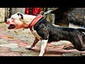 PItbulls l love l GIRls l Gardsl Dogs l lastest videosl 2019