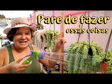 Vídeo: Tangerina decorativa: cuidados e manutenção, características de cultivo, foto