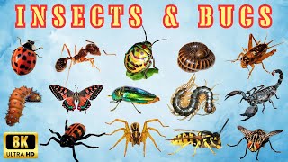 Know Insects \& Bugs | Virtual tour to World of Insects | Add insects name to the English Vocabulary