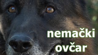 Nemački ovčar