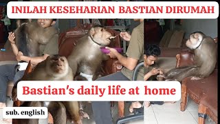 inilah keseharian Bastian si beruk besar dirumah! Bastian the big Macaque daily life at home!!!