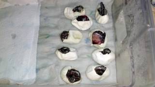 Our First Carpet Python Clutch Profile