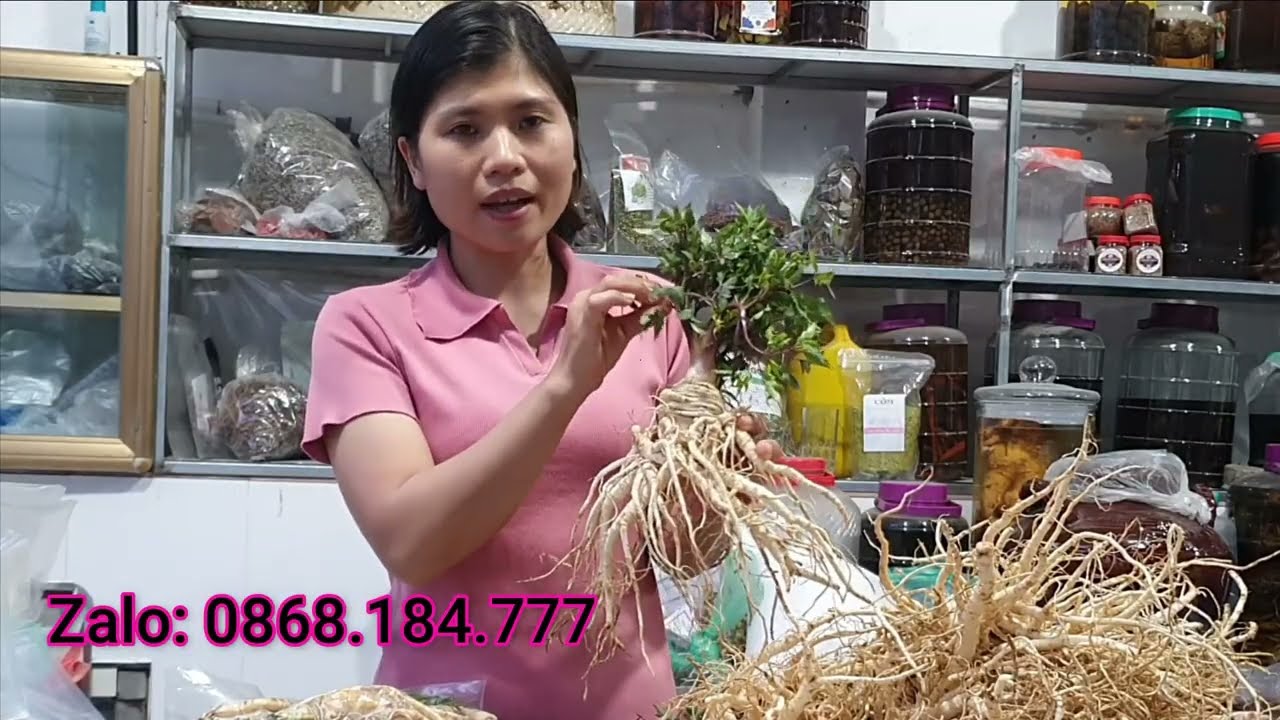 Bán sâm đương quy tươi