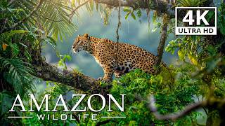 Amazon Wildlife 4K HDR 🐍 | Hidden Creatures & Stunning Rainforest Scenery