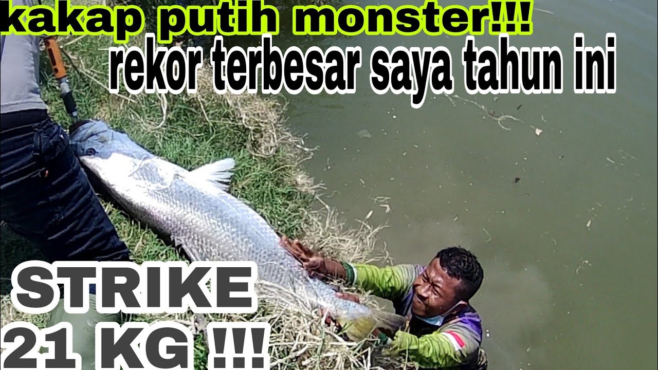 STRIKE 21 KG.REKOR TERBESAR SAYA TAHUN INI | SAMPAI KEWALAHAN