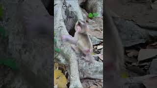Famous Life of Monkeys: The baby monkey fell while climbing, but its mother caught it just in time. Profile
