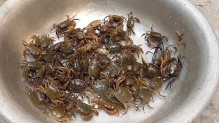 Vietnam street food  Cooking 100 Crabs for 4 People Family Dinner Meal in Vietnam