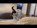 早朝バトル