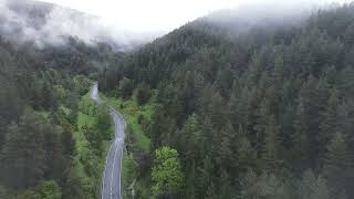 Drone view of a drone from the clouds crossing a majestic pine forest, Stock Premium Videos, 4k