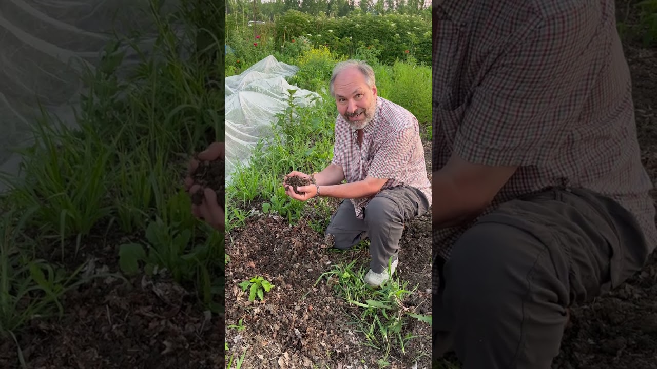 Permaculture (désherber?): 3ième partie: potager traditionnel