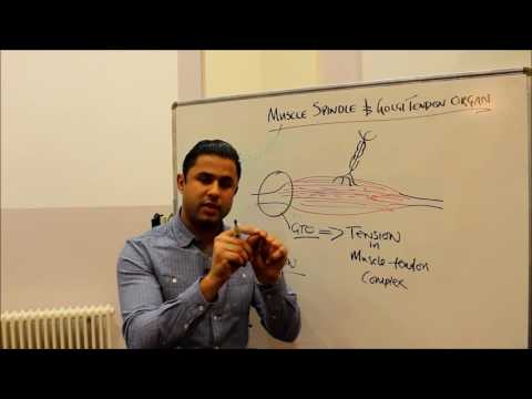 Muscle Sensors (Part II) - The Golgi Tendon Organ