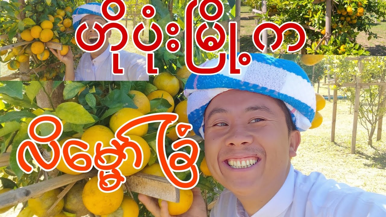 ရှမ်းတောင်မှာ နာမည်ကြီးတဲ့ လိမ္မော်ခြံ